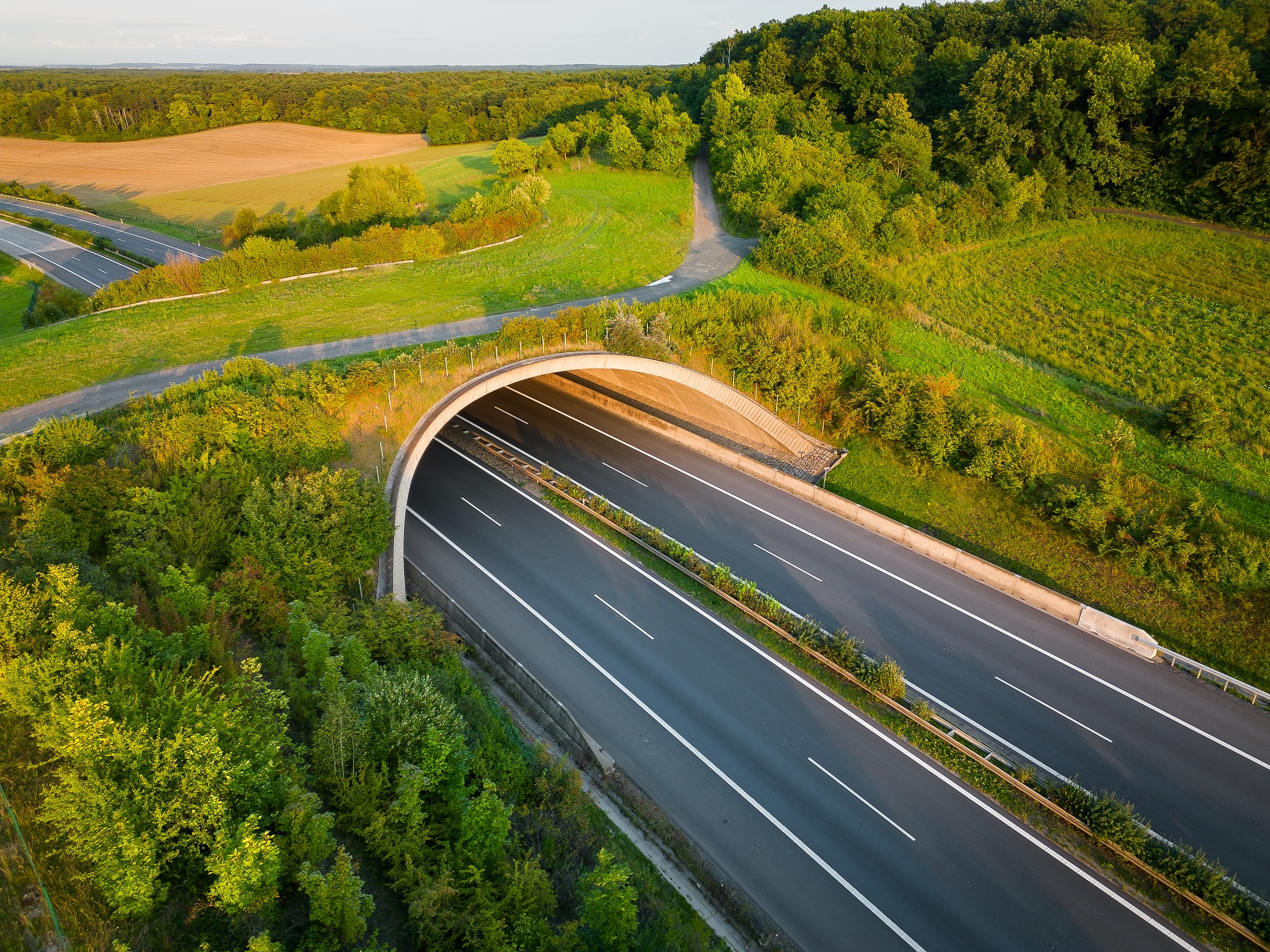 Engineering Wildlife Crossings. VOJTa Herout. AdobeStock